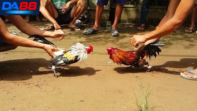 Khái quát về bộ môn cược đá gà cựa sắt DA88